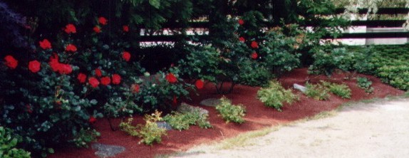 rosa.jpg (47334 byte)